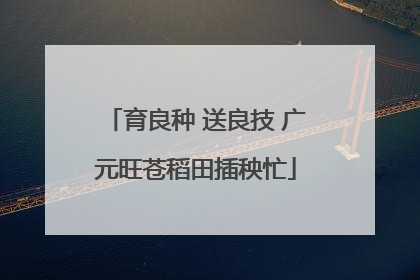 育良种 送良技 广元旺苍稻田插秧忙
